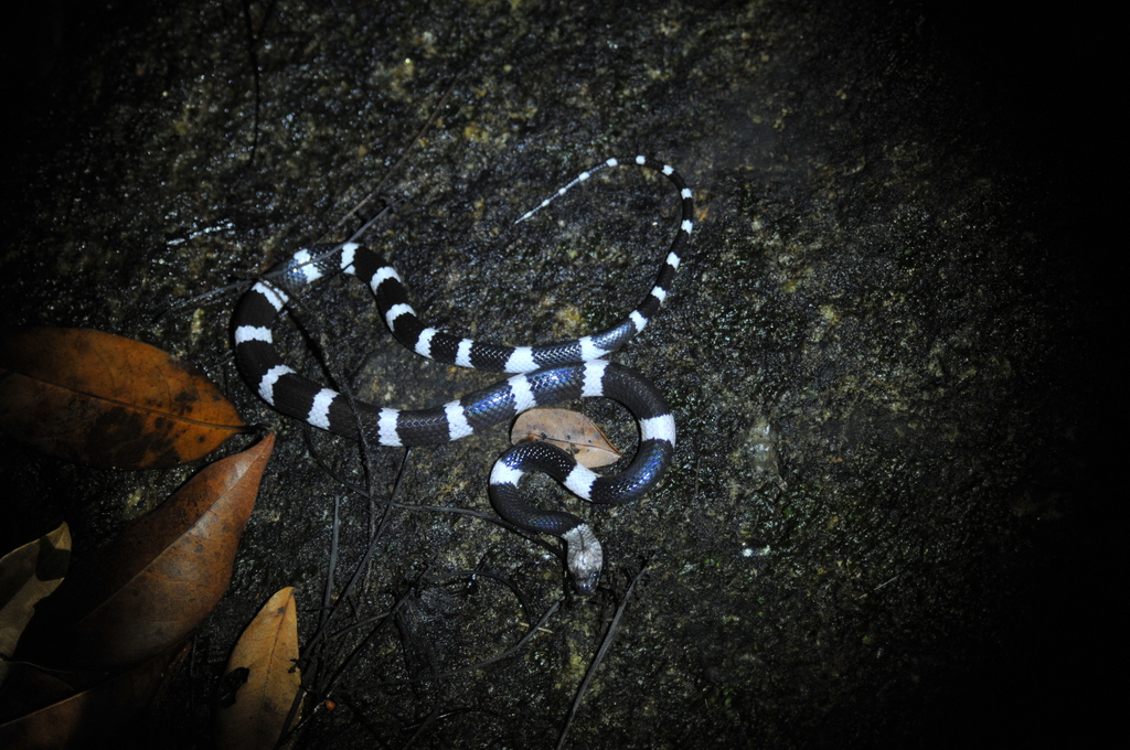 Snake-Eater Wolf Snake