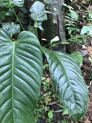 Anthurium talamancae image