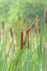 Typha capensis