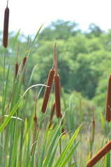 Typha capensis