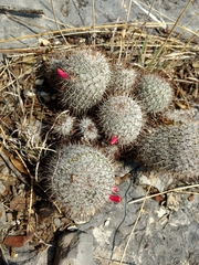 Mammillaria haageana meissneri