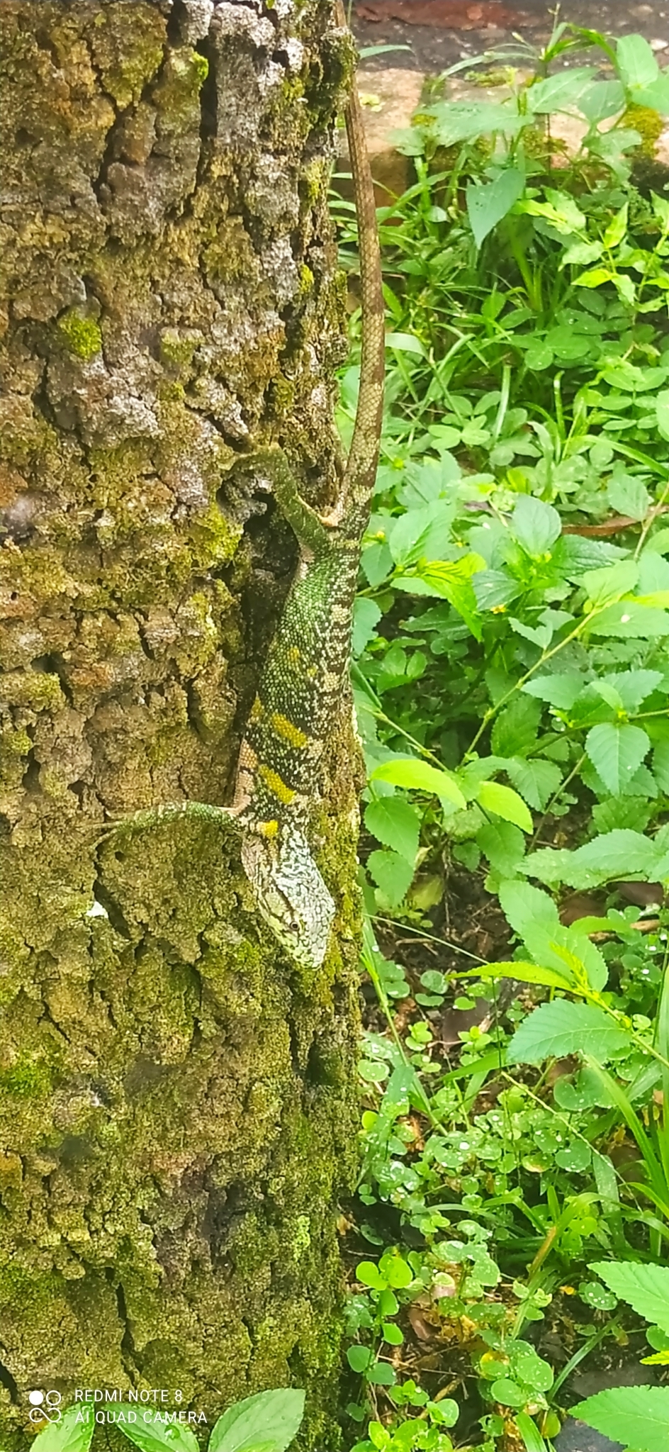 bicho-preguiça, calango-cego, calango-verde, camaleão, catatau, common monkey lizard, falso-camaleão, grünliche färberechse, lagarto-preguiça, many-colored bush anole, marmorierter buntleguan, papa-vento, papa-vento-verde