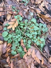 Cardamine hirsuta