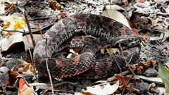 Bothrops erythromelas