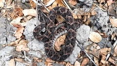 Bothrops erythromelas