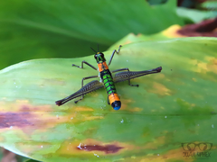 Paramastax rosenbergi