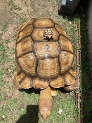 Centrochelys