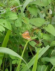 Anartia amathea