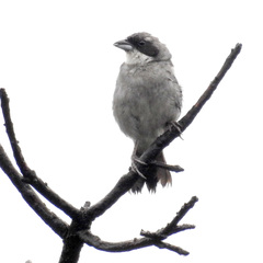 Neothraupis fasciata