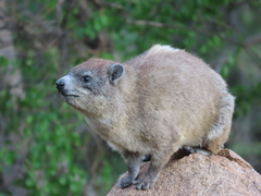 Procavia capensis johnstoni