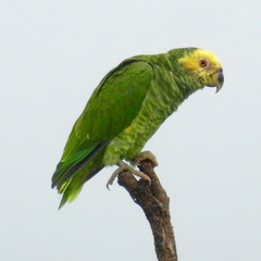 Alipiopsitta xanthops