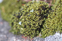 Racomitrium microcarpon