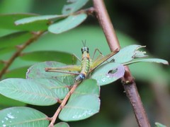 Paramastax rosenbergi