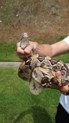 Boa constrictor