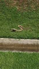 Boa constrictor