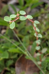 Euphorbia ogdenii