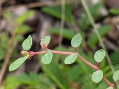 Euphorbia ogdenii