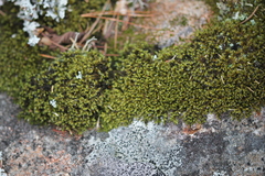 Racomitrium microcarpon