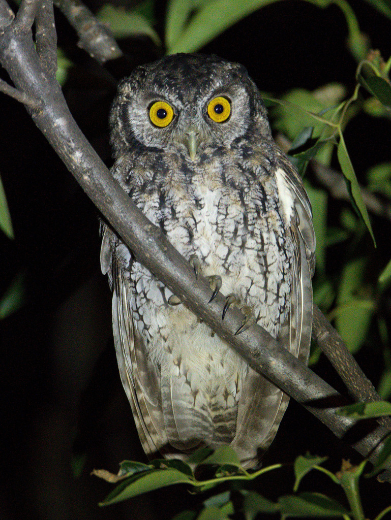 Koepcke's Screech-Owl (Megascops koepckeae) photo