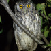 Koepcke's Screech-Owl - Photo (c) javatru, some rights reserved (CC BY-NC), uploaded by javatru