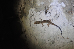 Cyrtodactylus oldhami