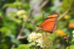 Dryas iulia