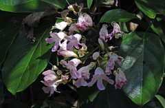 Fridericia chica