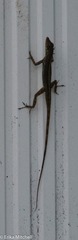 Anolis roquet salinei