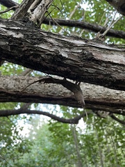 Anolis cristatellus cristatellus