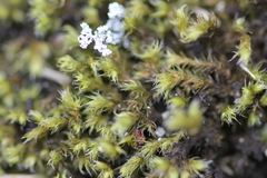 Racomitrium microcarpon