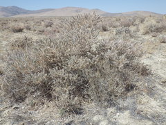 Atriplex confertifolia
