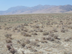 Atriplex confertifolia