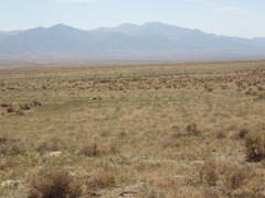 Atriplex confertifolia