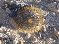 Copiapoa longistaminea