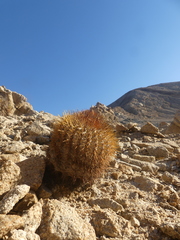 Copiapoa longistaminea