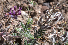 Astragalus malacus