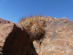 Copiapoa taltalensis