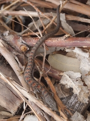 Elgaria multicarinata multicarinata