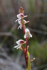 Disa ocellata