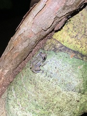 Diasporus