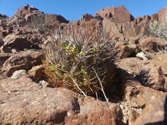 Eriosyce rodentiophila