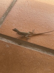 Anolis cristatellus