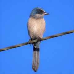 Aphelocoma coerulescens