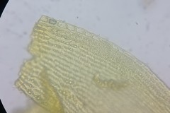 Racomitrium microcarpon