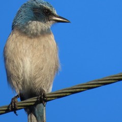 Aphelocoma coerulescens