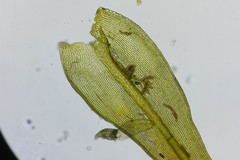 Racomitrium microcarpon