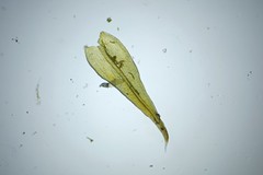 Racomitrium microcarpon