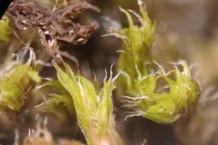 Racomitrium microcarpon