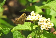 Polites vibex