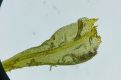 Racomitrium microcarpon